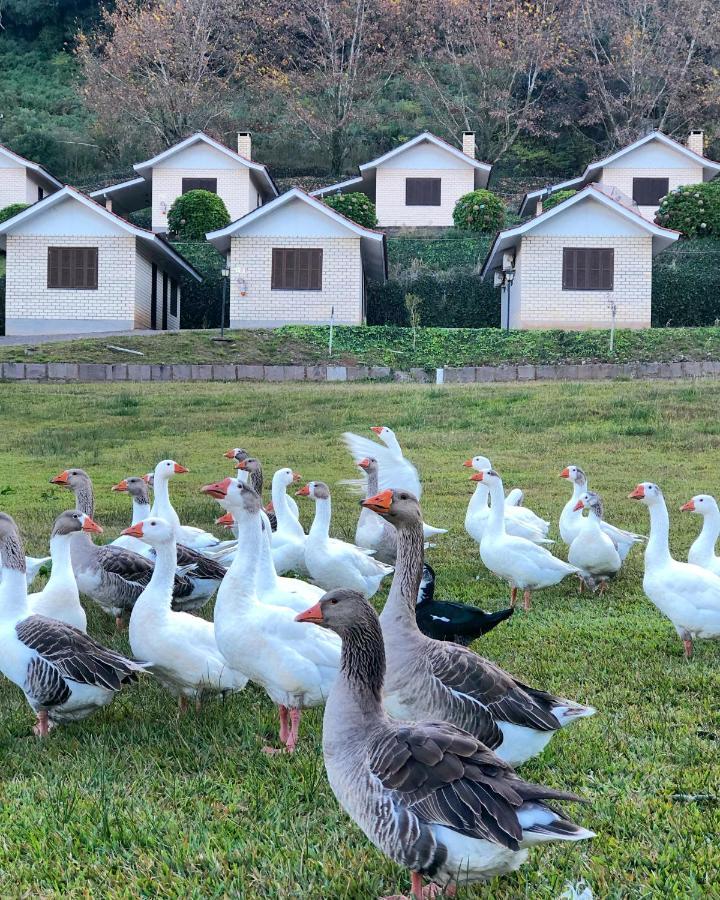 Pousada Parque Das Pitangueiras 弗洛里斯-达库尼亚 外观 照片